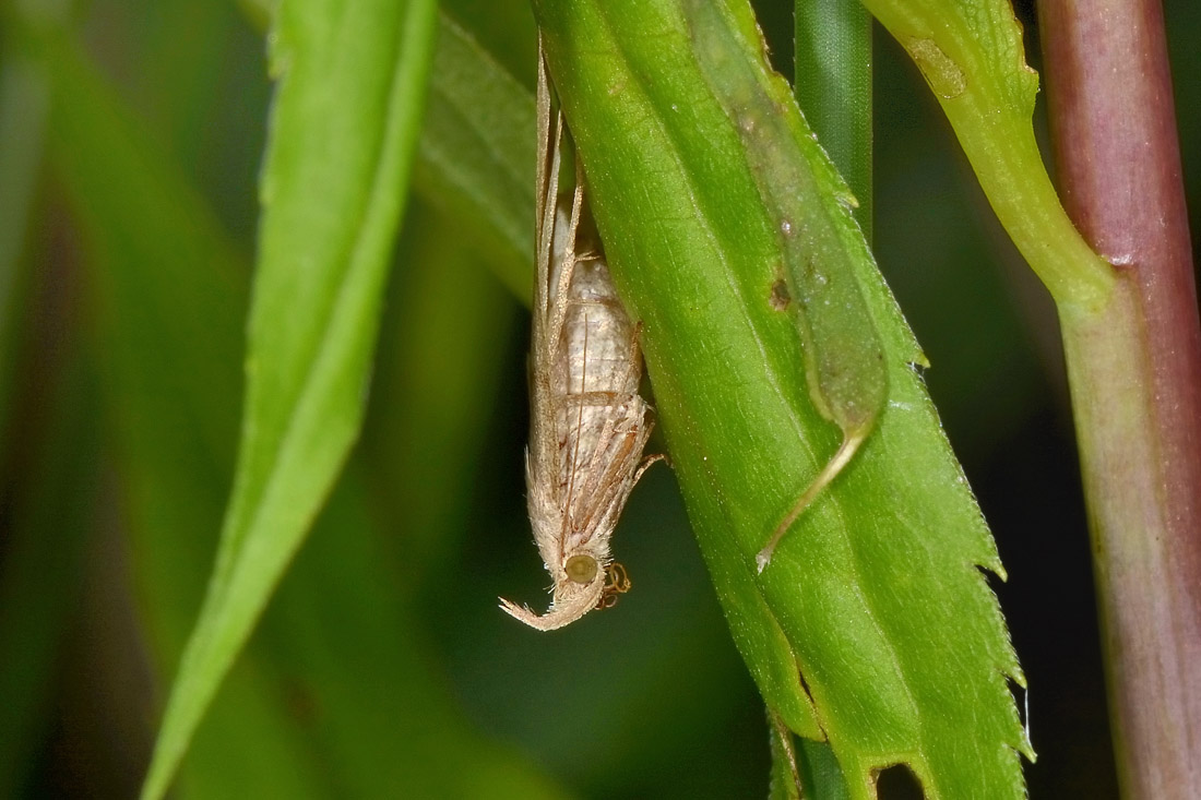 Herminia sp, Erebidae